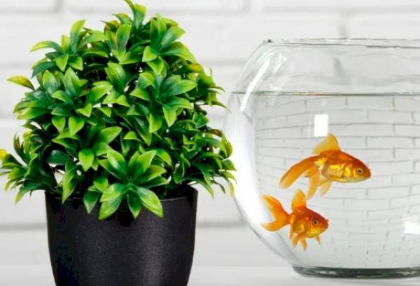 Можно ли поливать водой из аквариума комнатные растения?